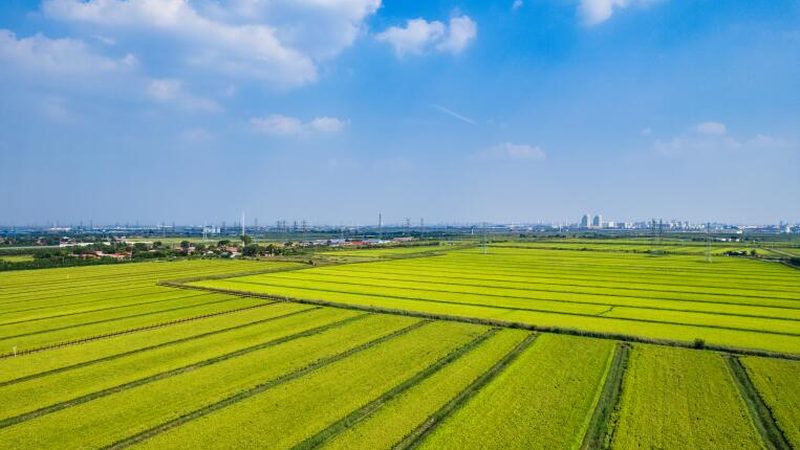 面对农场同质化问题，以下是一些可行的解决方案：