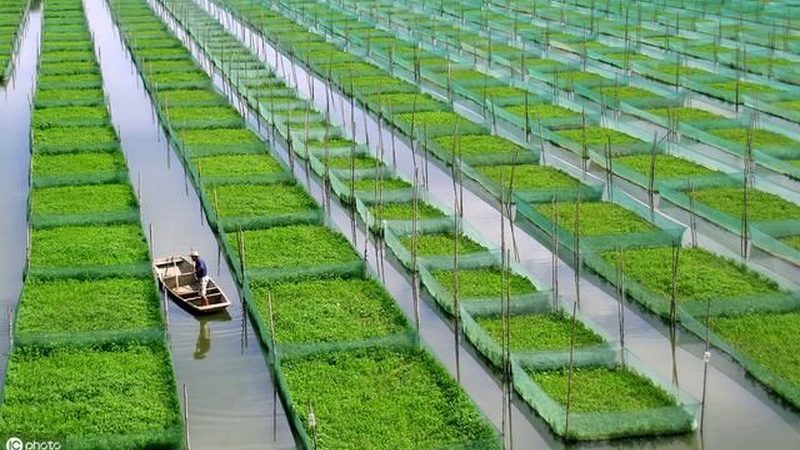 冻品农产品规格分类标准解析：品质与安全的双重保障