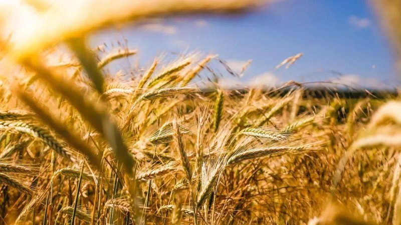 农业创业方案：优缺点全面解析