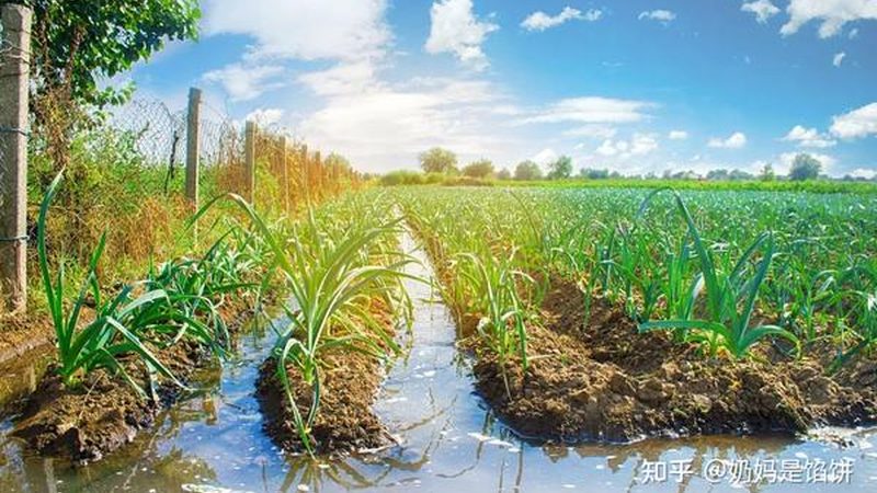 销售渠道是蔬菜种植创业的最后一环。可以采取以下几种方式：